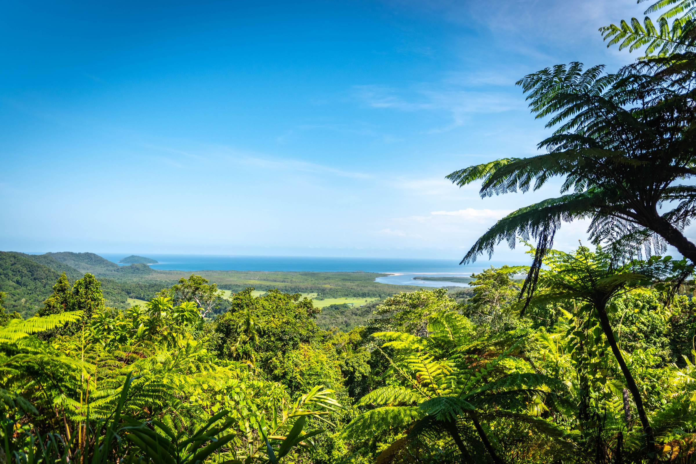 daintree national park, queensland.webp